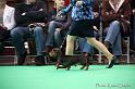 Crufts2011_2 868